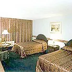 Golden Palm